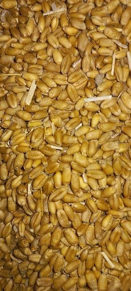 Gundum (Wheat) 1