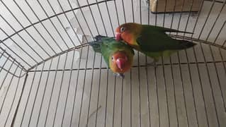 fresher breedal pair for urgent sale