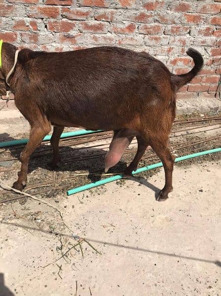 pure betal goat milking goat 2