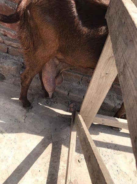 pure betal goat milking goat 3