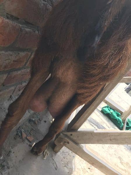 pure betal goat milking goat 5