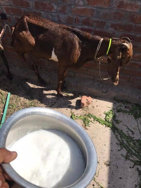 pure betal goat milking goat 6