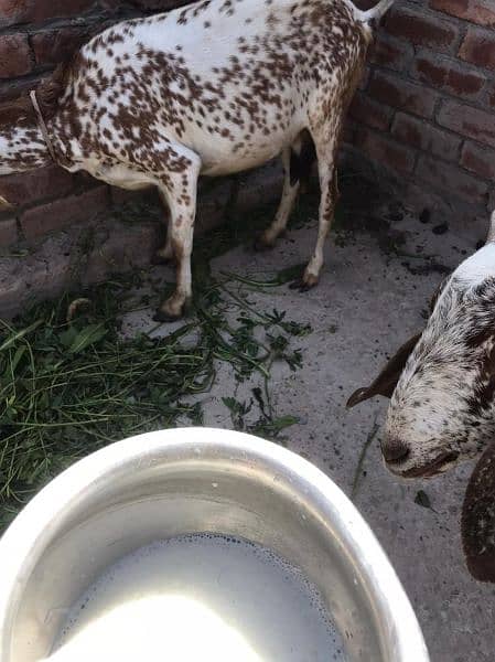 pure betal goat milking goat 7