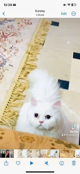 I’m selling persain cat 7 months female blue eyes 2