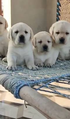 Labrador puppies (male & female) both available.