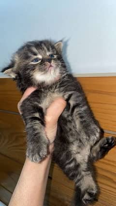 PERSIAN KITTENS FOR SALE