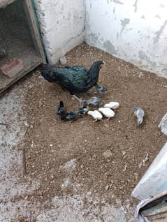 Hen for sell