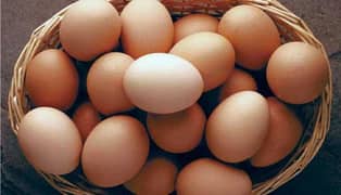 Molted bantam fertile eggs