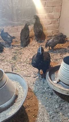 ayam Cimani chicks and Young pair and white heera chicks for sale