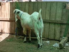 goat for qurbani and for breeding