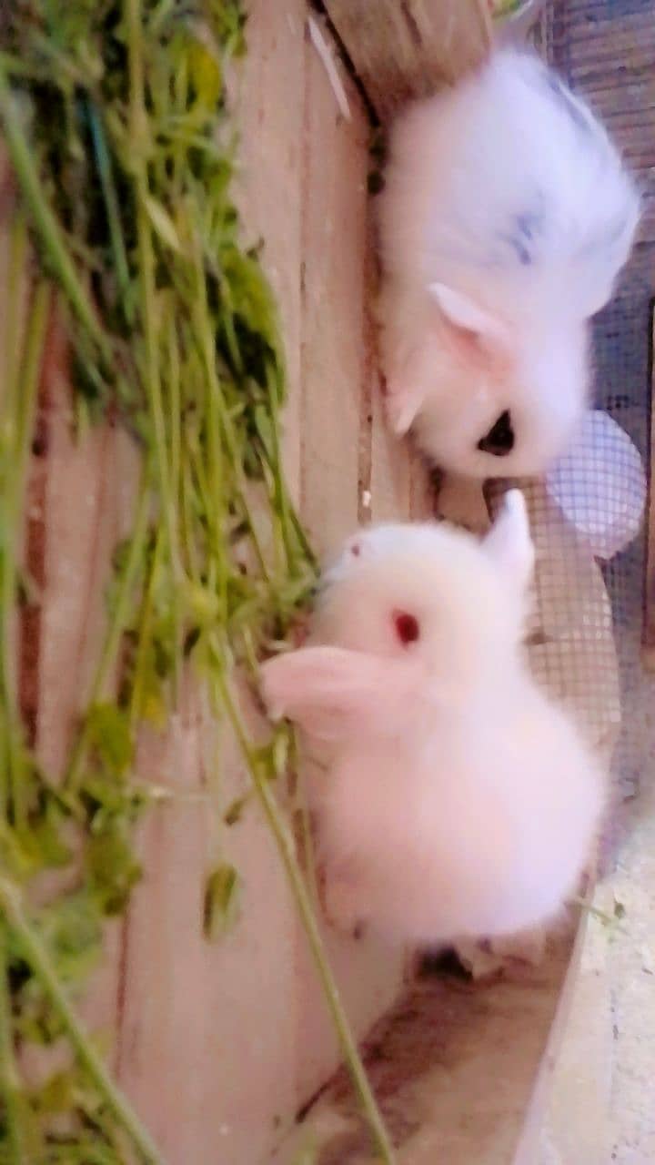 loop rabbit bunny 3