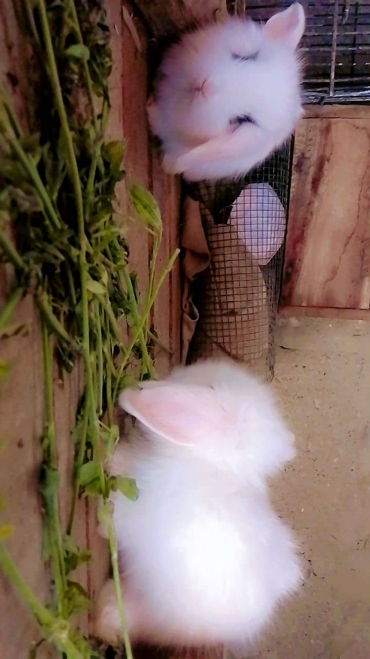 loop rabbit bunny 4