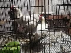 Egg Laying Hen (انڈوں والی مرغیاں)