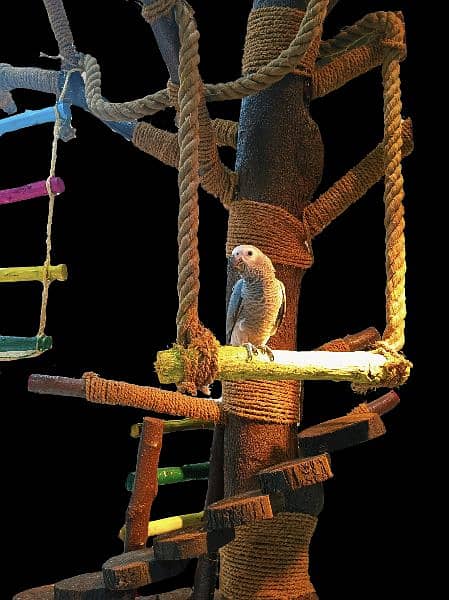 Macaw / Cockatoo / Grey / Cage Bird Stand Tree 1