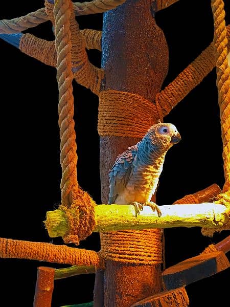 Macaw / Cockatoo / Grey / Cage Bird Stand Tree 8