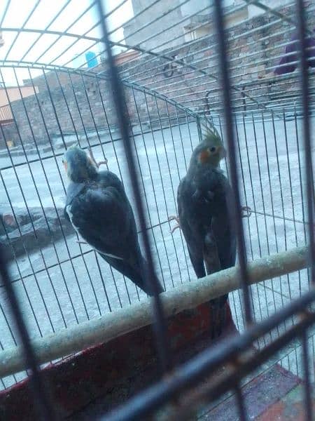 breeding pair he phly breed kar Chuka he 2