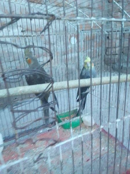 breeding pair he phly breed kar Chuka he 3