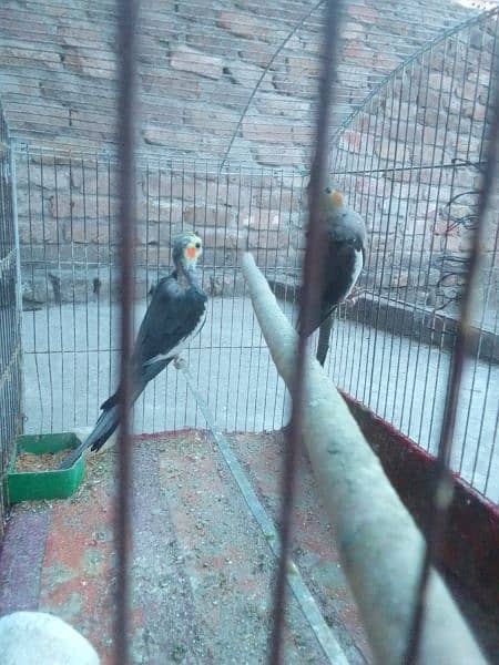 breeding pair he phly breed kar Chuka he 6