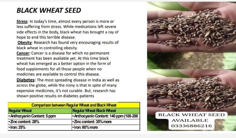 Black Wheat Seed 1