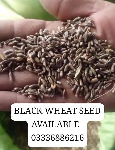 Black Wheat Seed 2