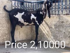 Goats for sale / bakra / goats 0