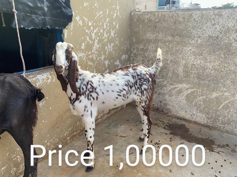 Goats for sale / bakra / goats 1