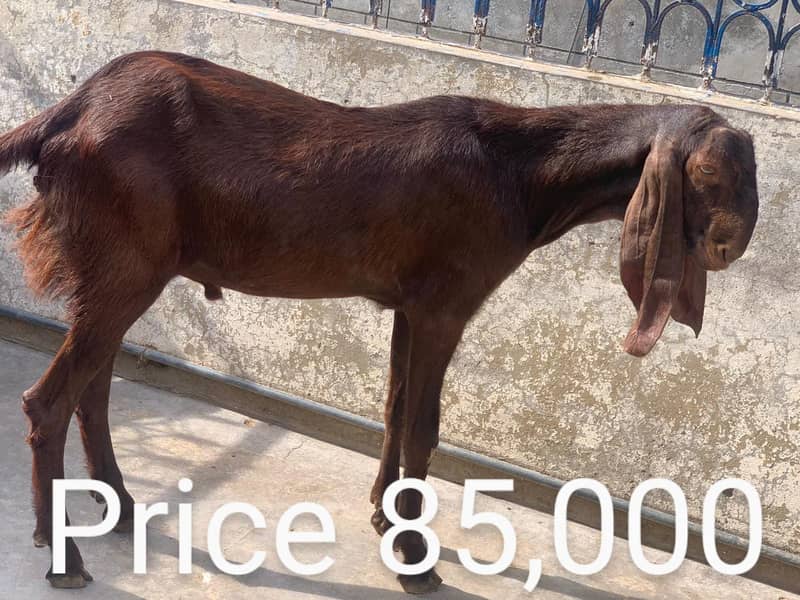 Goats for sale / bakra / goats 2