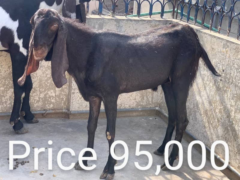 Goats for sale / bakra / goats 3
