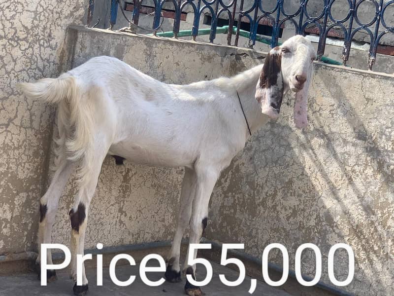 Goats for sale / bakra / goats 4