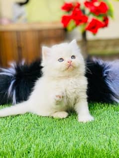 Persian cat/Persian kittens/kittens for sale