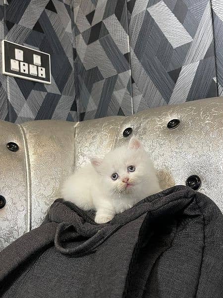 Persian kittens | triple Coated | Punch Face kittens For Sale 6