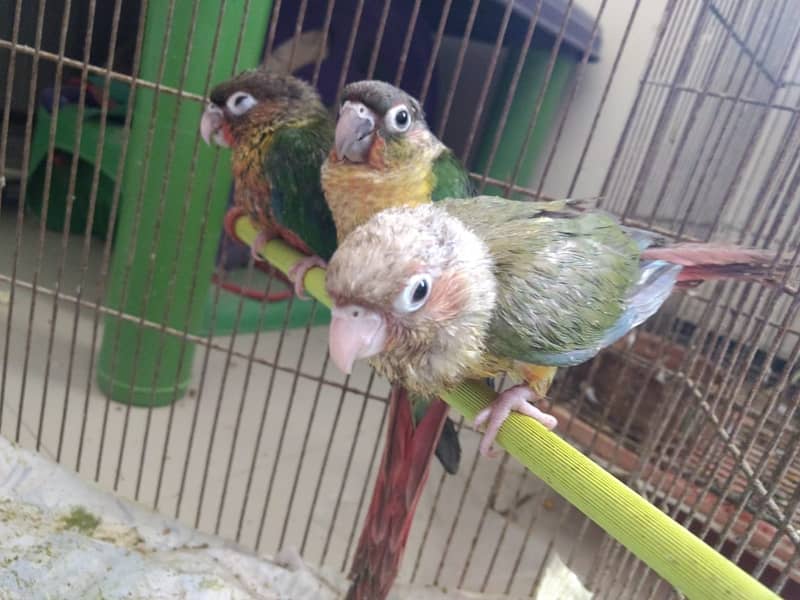 PINEAPPLE CONURE 6MONTH NAIL TAIL FLY EVERYTHING OK. 0