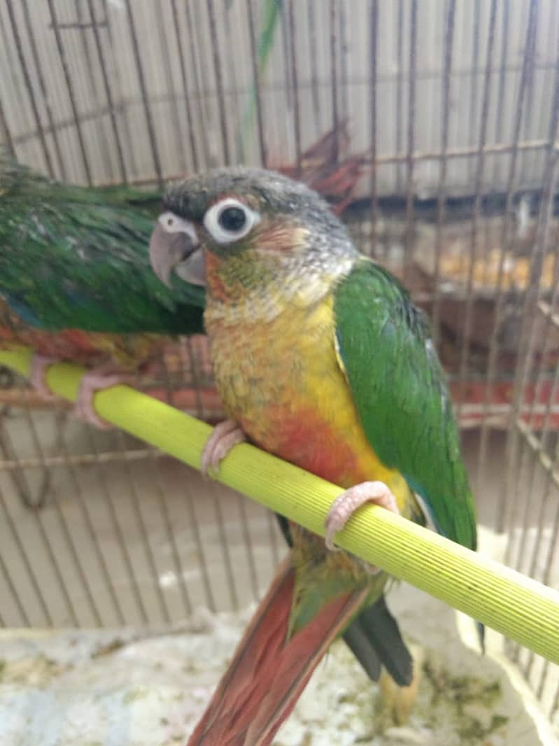 PINEAPPLE CONURE 6MONTH NAIL TAIL FLY EVERYTHING OK. 1