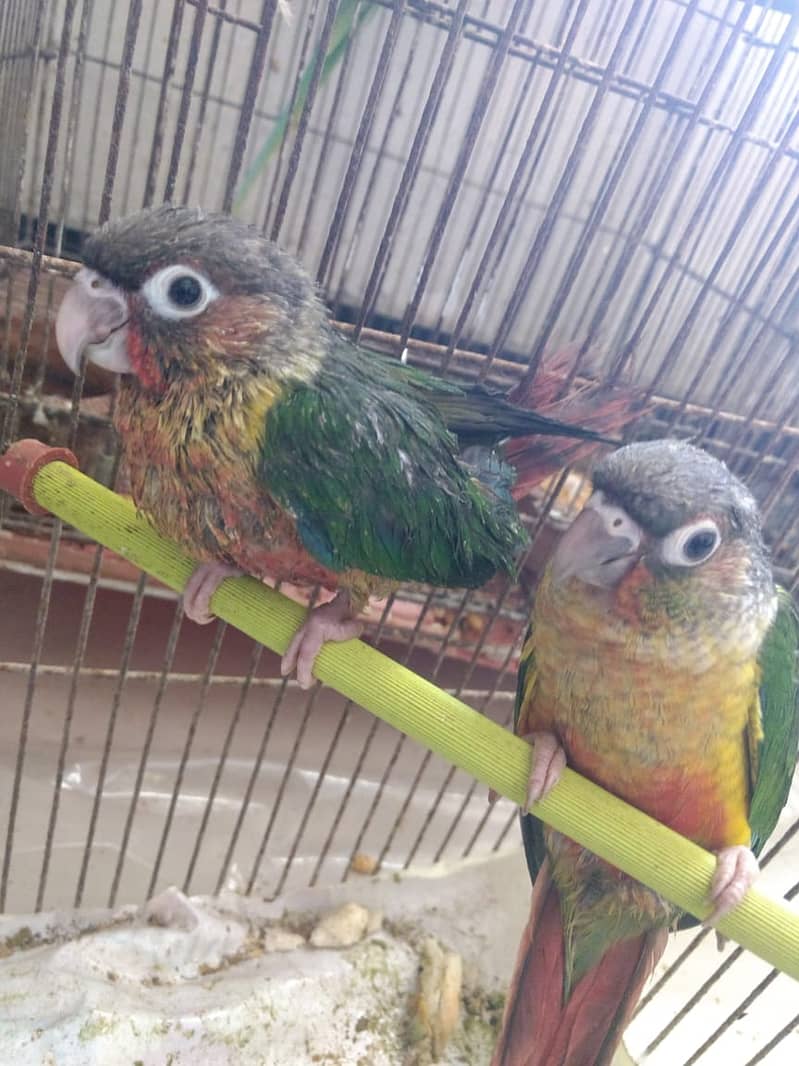 PINEAPPLE CONURE 6MONTH NAIL TAIL FLY EVERYTHING OK. 2