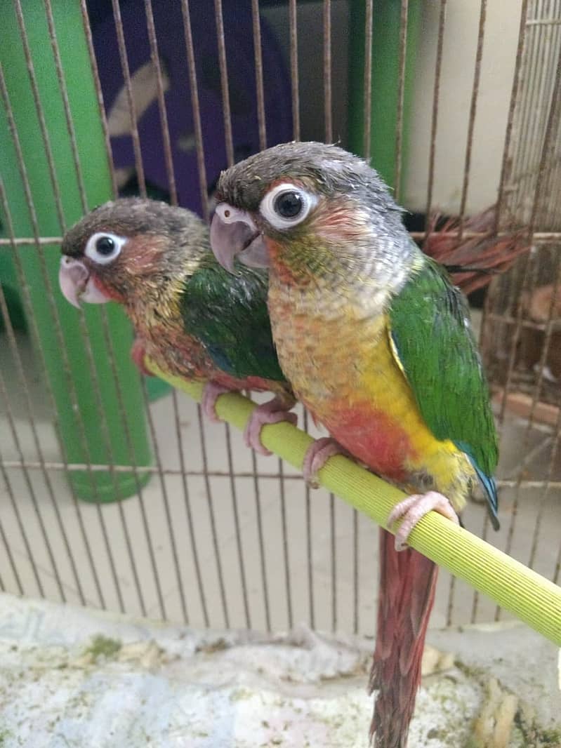 PINEAPPLE CONURE 6MONTH NAIL TAIL FLY EVERYTHING OK. 3