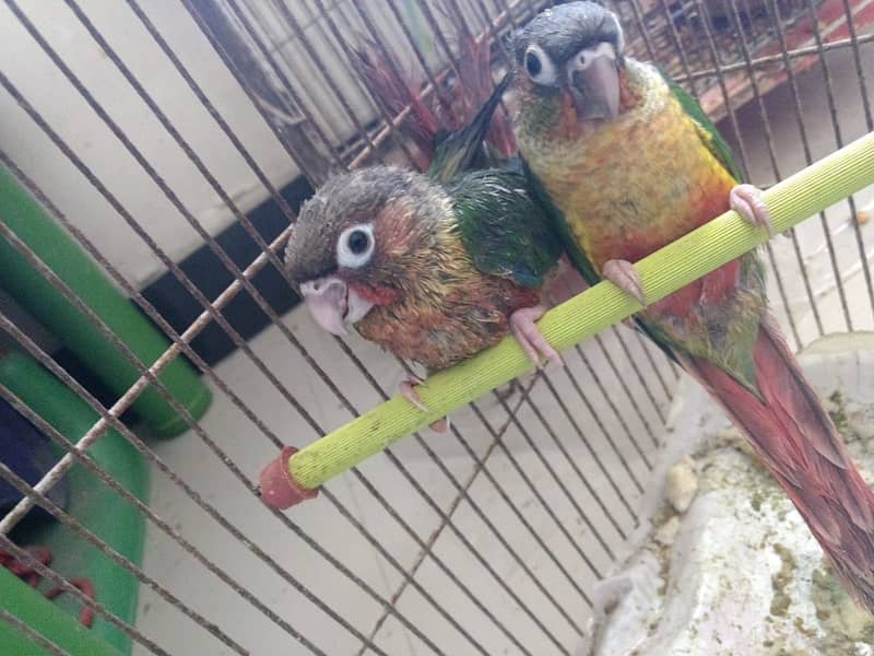 PINEAPPLE CONURE 6MONTH NAIL TAIL FLY EVERYTHING OK. 4