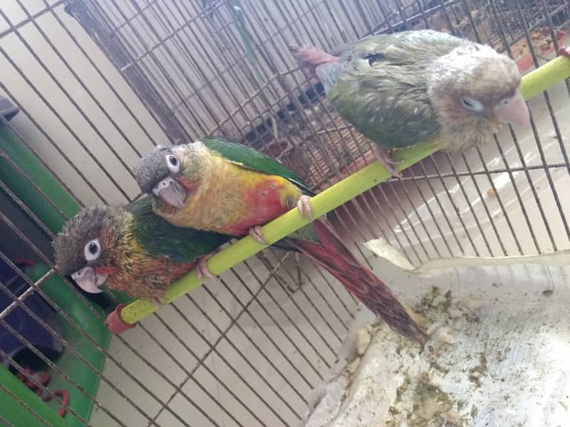 PINEAPPLE CONURE 6MONTH NAIL TAIL FLY EVERYTHING OK. 5