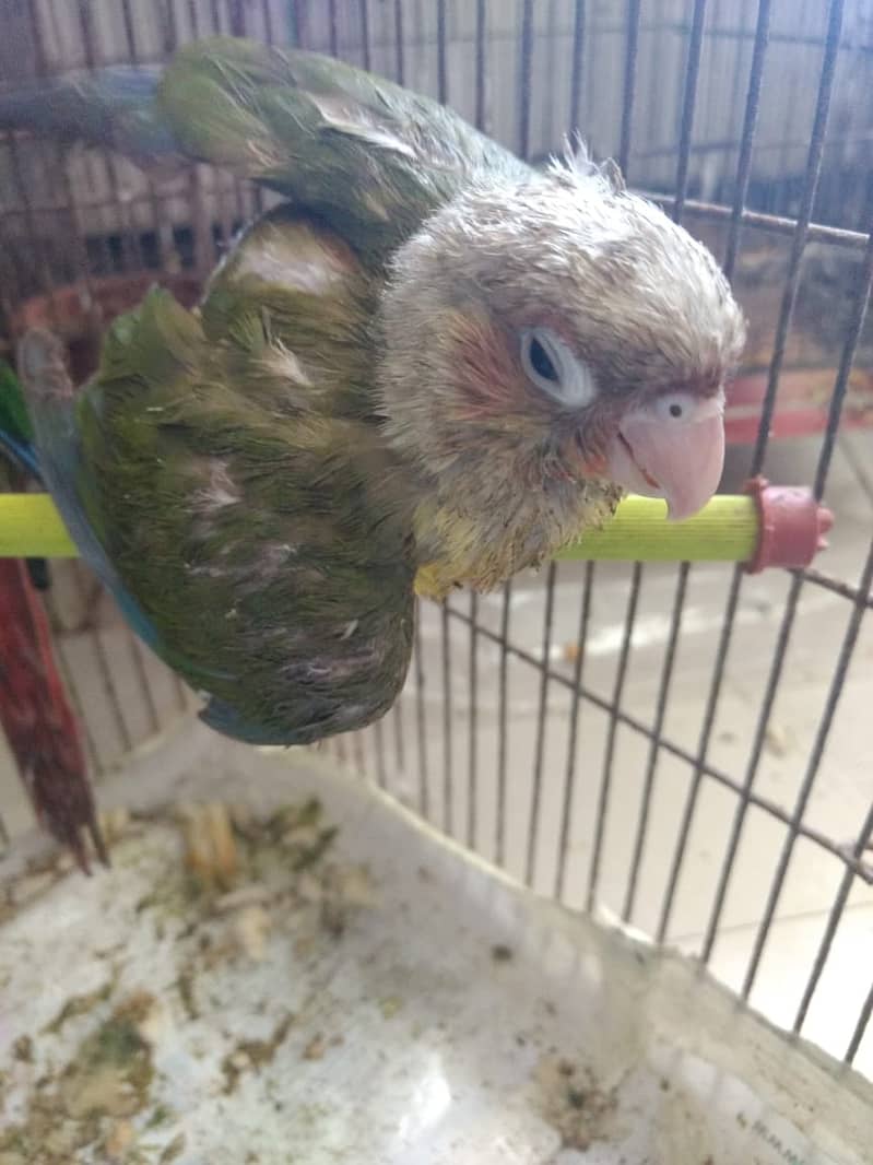 PINEAPPLE CONURE 6MONTH NAIL TAIL FLY EVERYTHING OK. 6