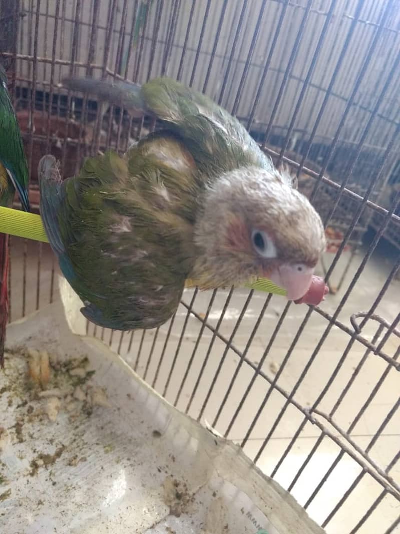 PINEAPPLE CONURE 6MONTH NAIL TAIL FLY EVERYTHING OK. 7
