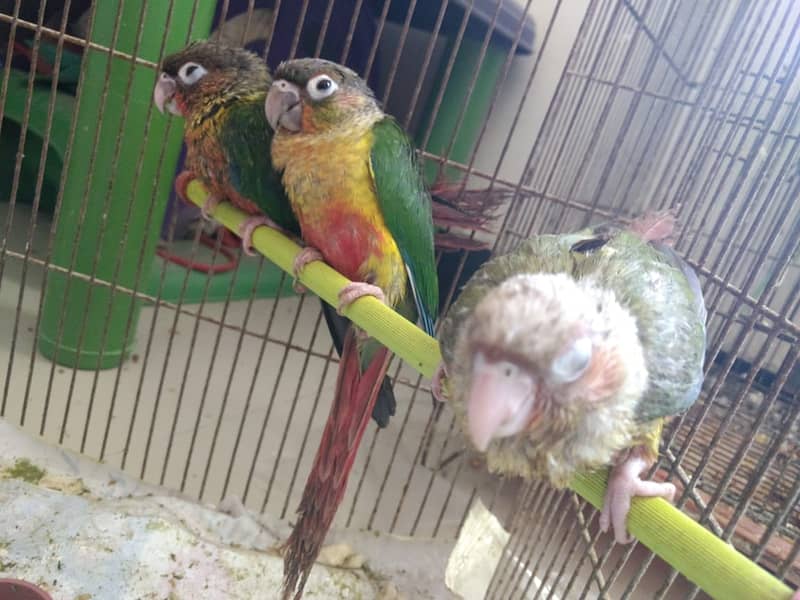 PINEAPPLE CONURE 6MONTH NAIL TAIL FLY EVERYTHING OK. 8