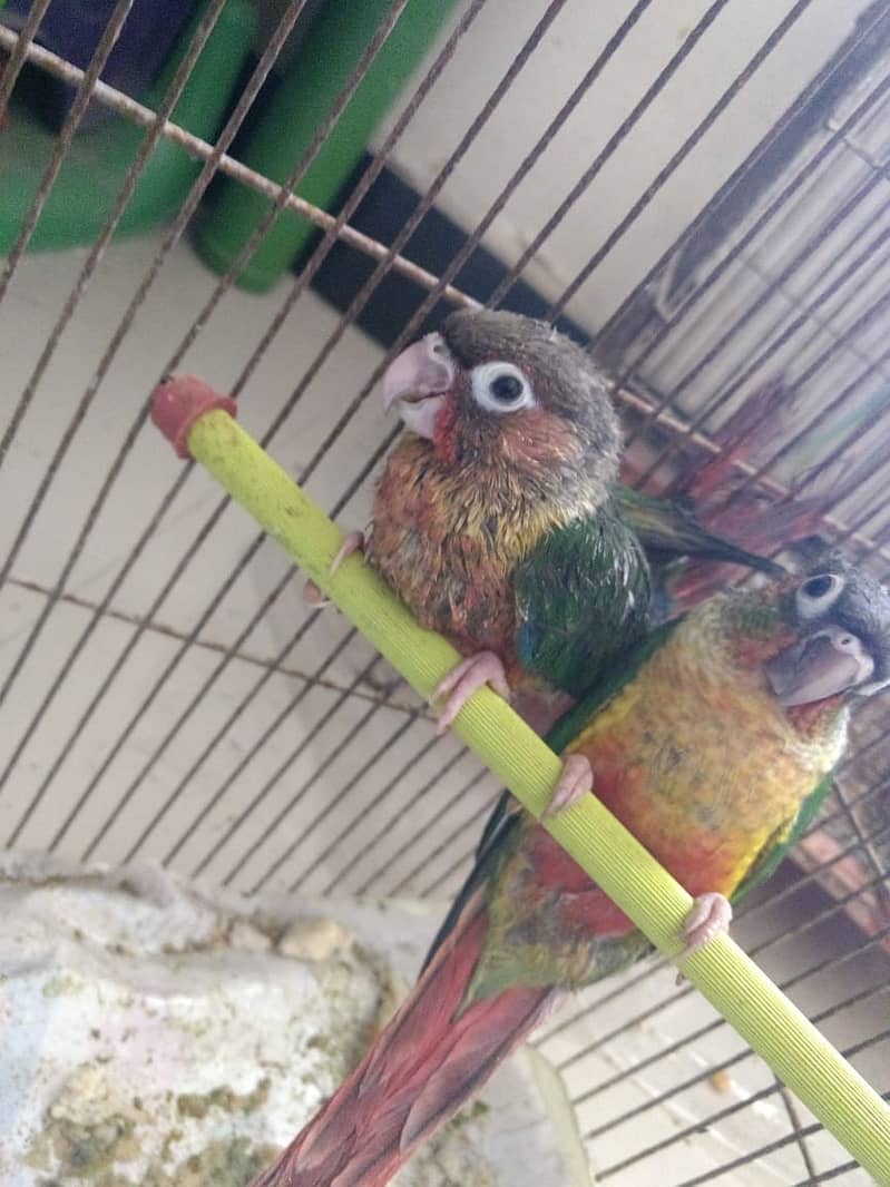 PINEAPPLE CONURE 6MONTH NAIL TAIL FLY EVERYTHING OK. 9