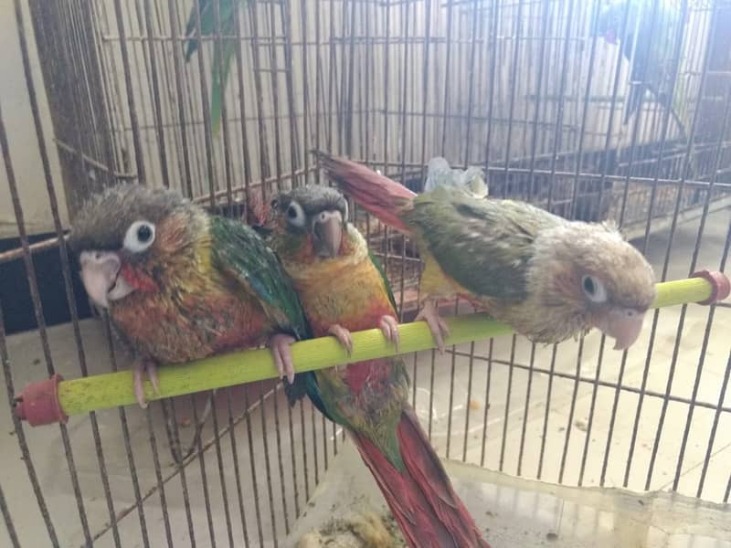 PINEAPPLE CONURE 6MONTH NAIL TAIL FLY EVERYTHING OK. 10