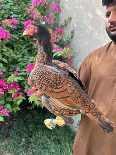 Aseel Hen for Sale Madi Egg laying