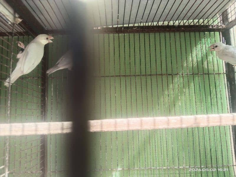 Silver Java breeder pair with molting chick 1