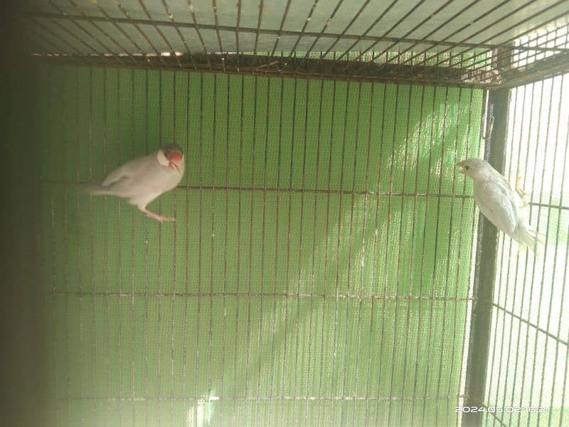 Silver Java breeder pair with molting chick 2