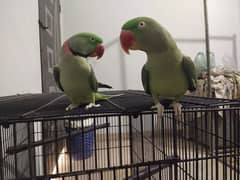 Raw Parrots