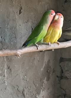 Love birds for sell 0