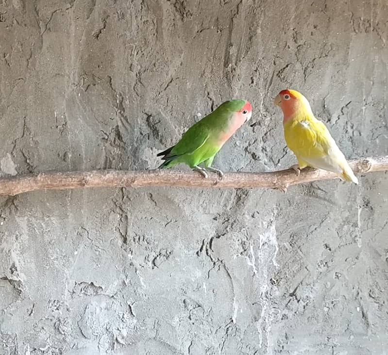 Love birds for sell 1
