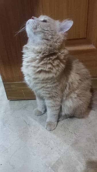 Turkish Angora male cat 2