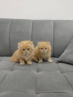 Punched face persian kittens